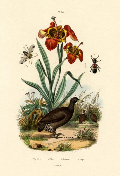 Tiger Flower by French School